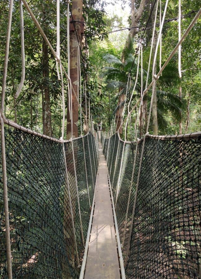 excursión sobre puentes colgantes en mitad de la selva llamados canoppy walk