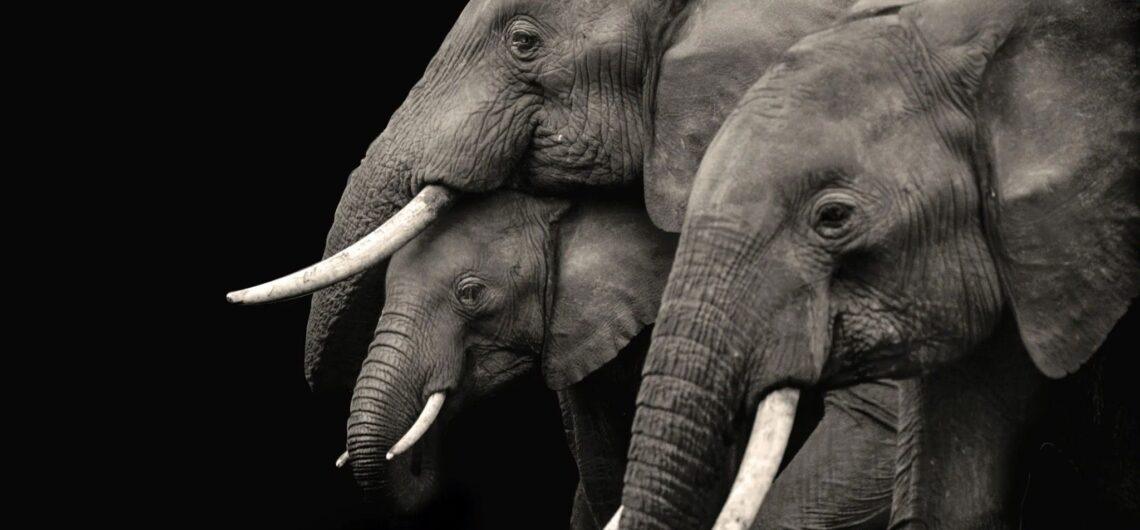 Familia de elefantes protegiendo a su pequeño, Foto en blanco y negro, Tailandia